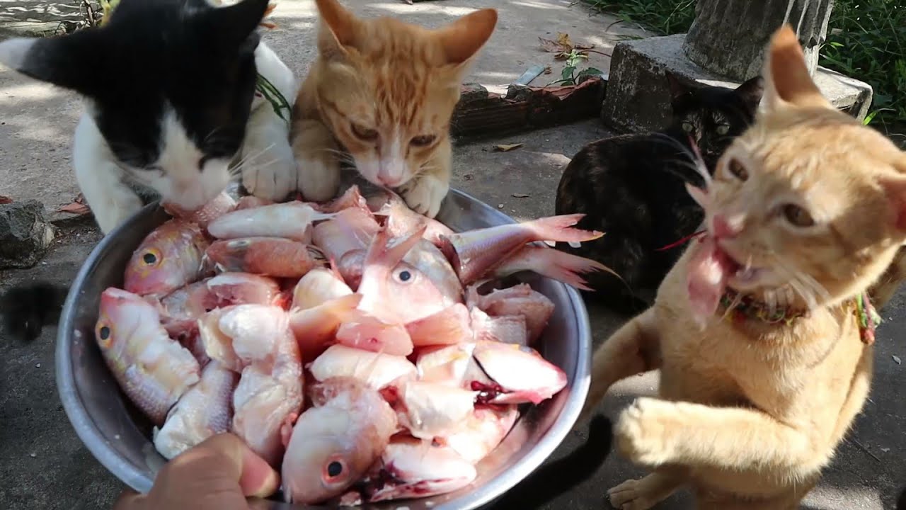 Hungry cats eating raw fish | Hungry kittens eating fish | The Gohan Dog And Cats