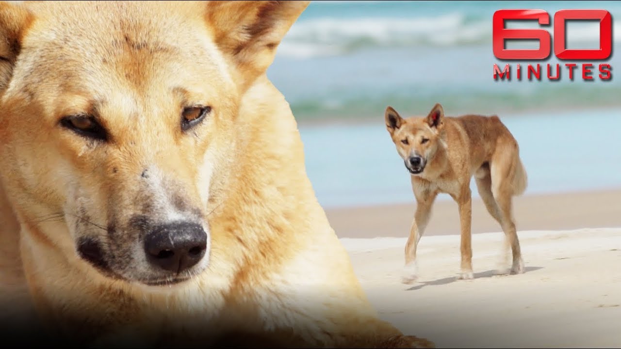 Why dingoes aren't to blame for attack on tourists | 60 Minutes Australia