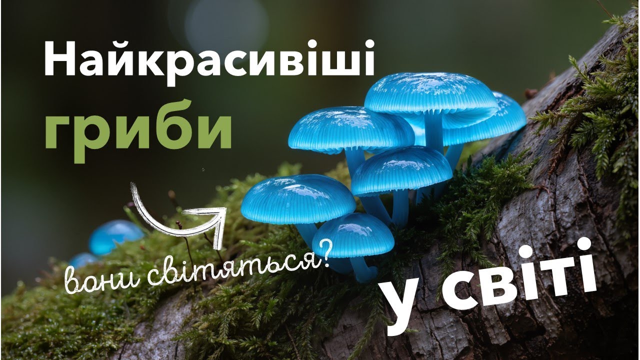 Найкрасивіші гриби у світі.