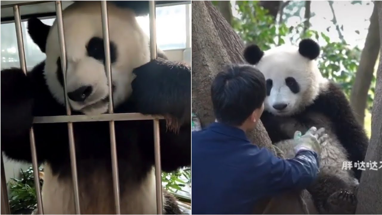 Talkative Prince Jinhu become  12years old yesterday🐼(Old Video) |Panda HappyLand