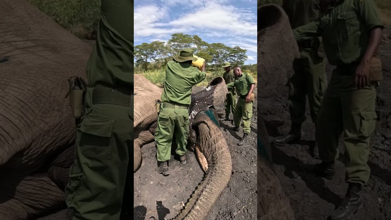 Help for an Elephant With a Spear-Inflicted Sore Foot | Sheldrick Wildlife Trust