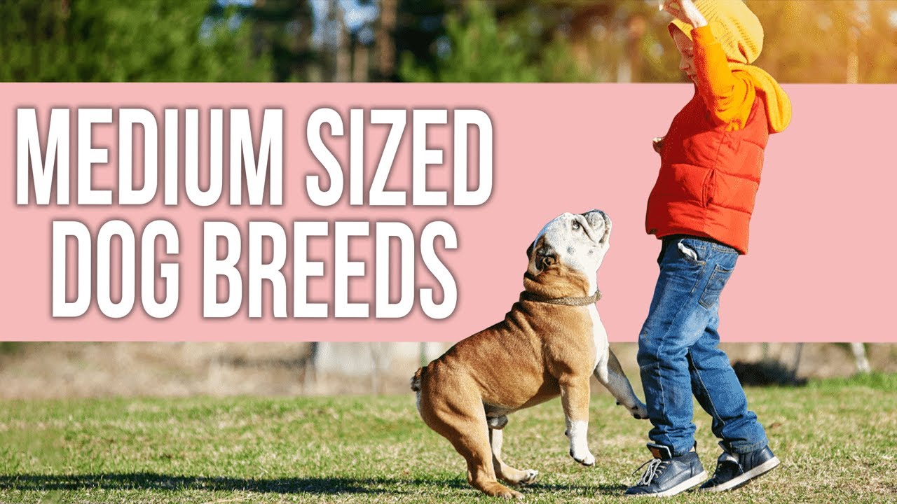 Best Medium Sized Dog Breeds for Beginners