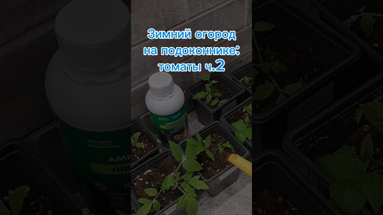 Использую субстрат Цимус,а при поливе Аминоцимус 4 силы.Вб 342776782#огород #томаты #семена #рассада