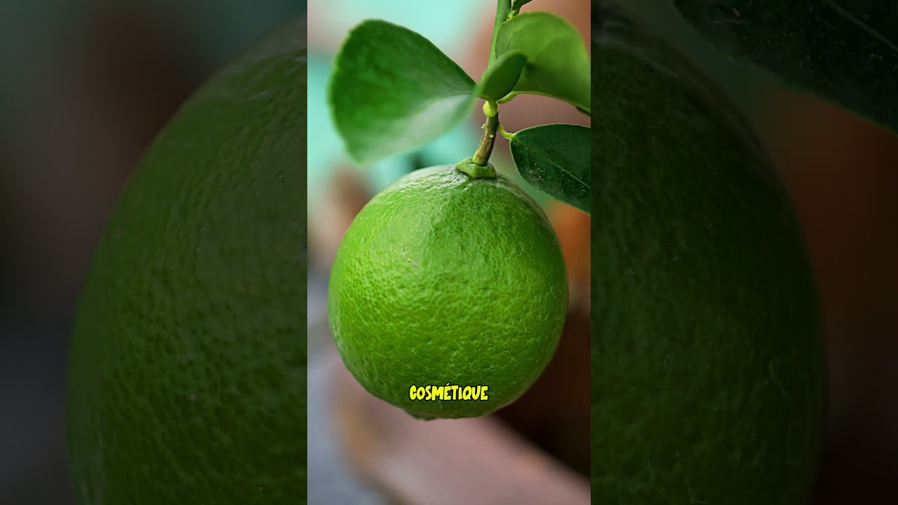 This lemon tree produces fruit ALL YEAR ROUND #nature #amazing