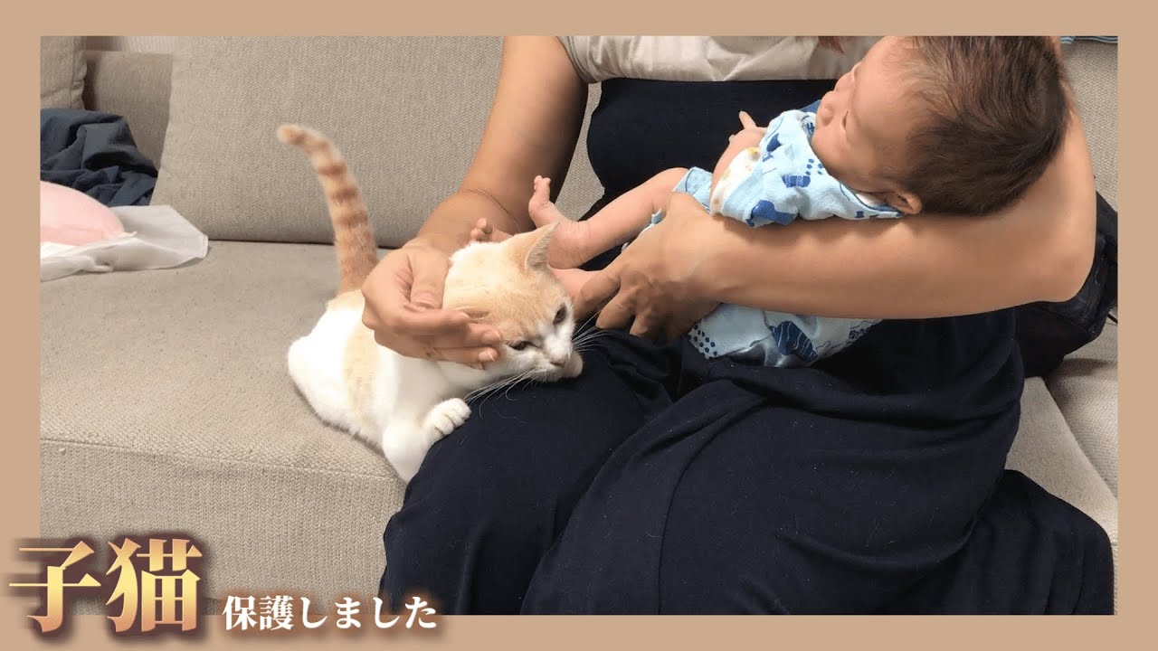 【愛】ママを本当の母親と思っている子猫