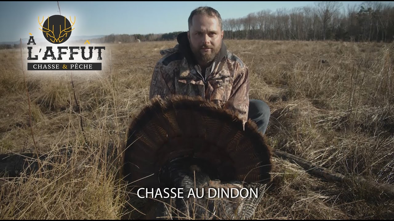 À l'affût: Dindon sauvage