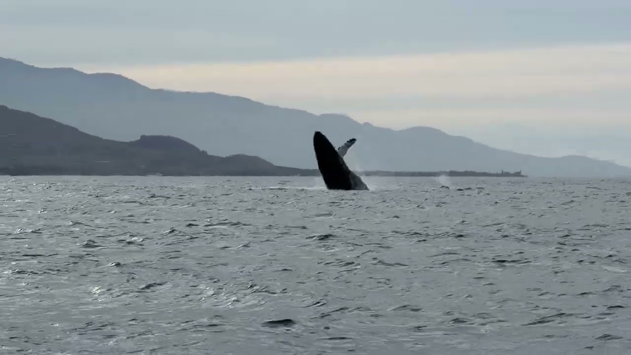We didn’t get skunked!!  Whale breached!!
