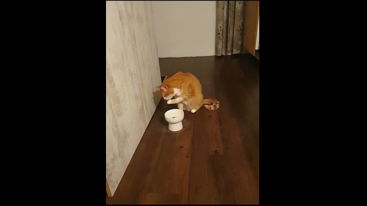 Geniales Tuning Gaststar Garfield beim saufen 