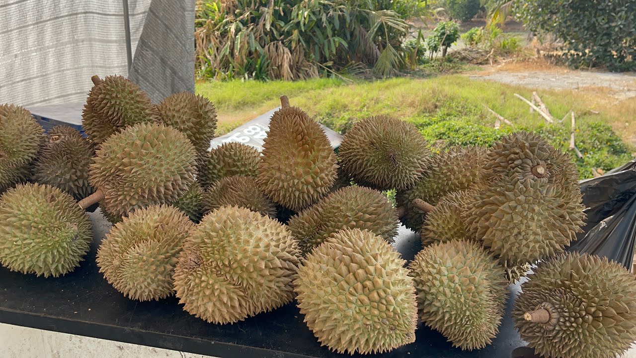 ทุเรียนหมอนทอง ร้านสถานีลูกหนามน้องฟิจิซิ่ง&ปุ๊กซิ่งซ่า #thailand 