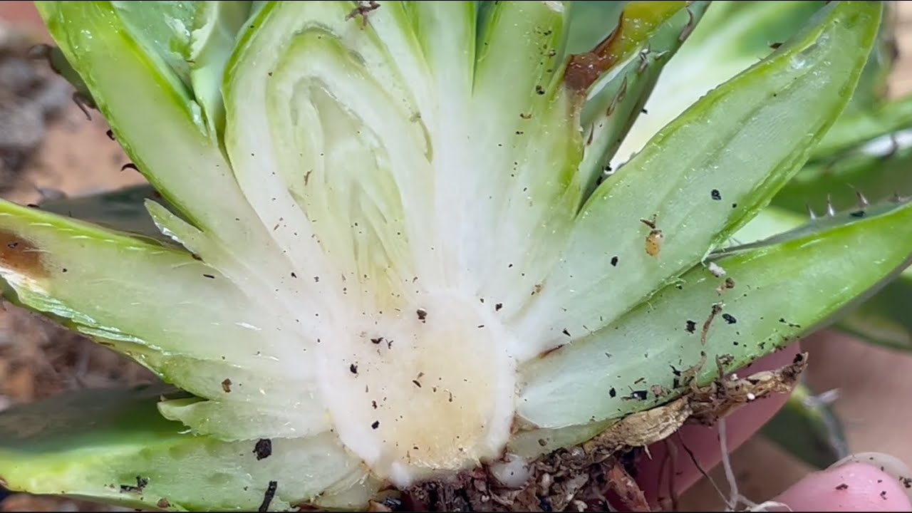 縦割りアガベ：芯抜きせず成長させるとどうなる？#結果