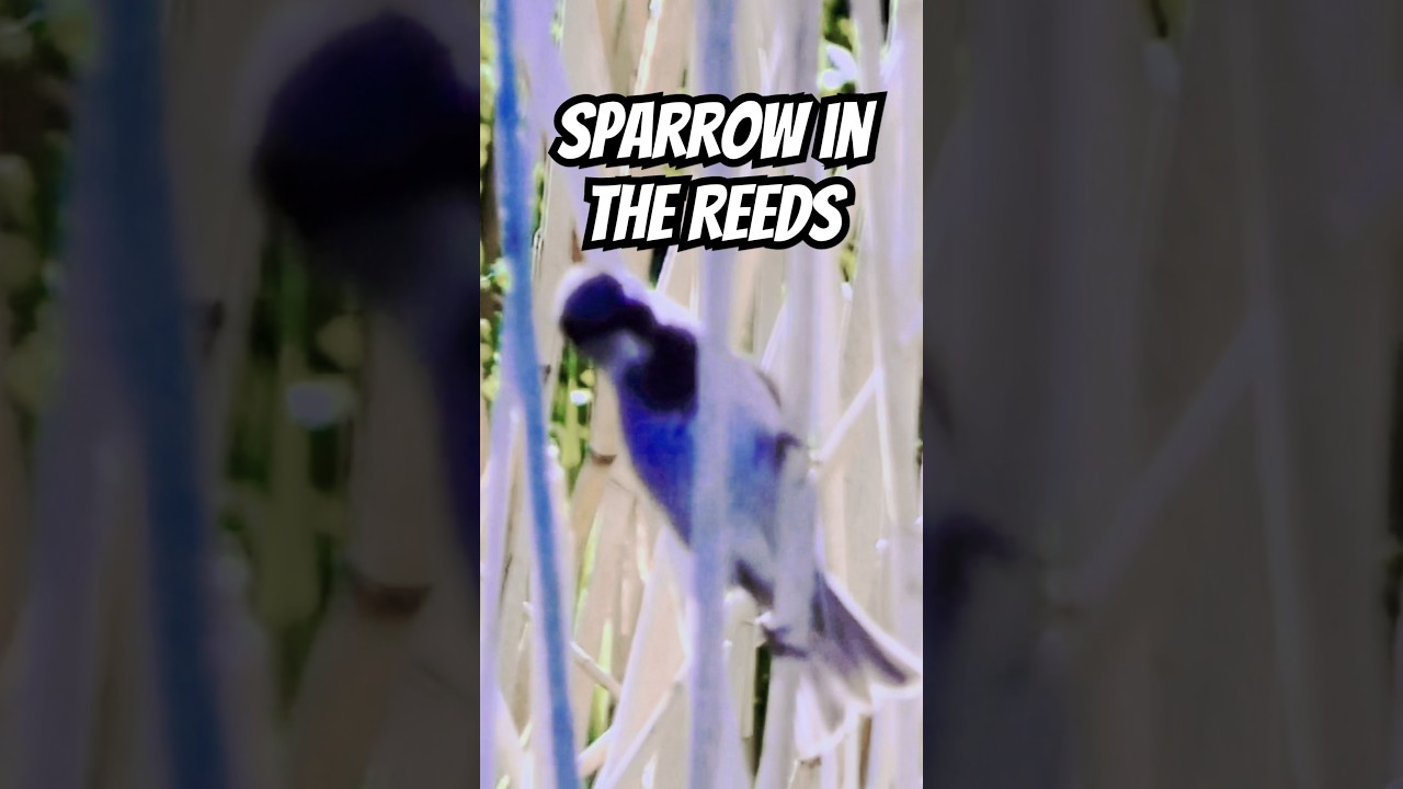 Sparrow in the Reeds #birds #shorts