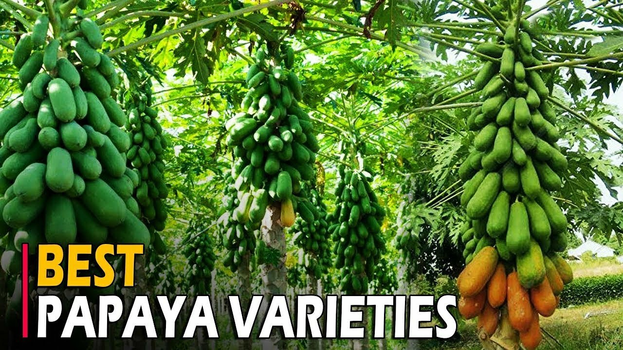Papaya Varieties in India -Taiwan, Honey Dew, Solo, Pusa (Dwarf, Giant, Majesty, Delicious) Papaya