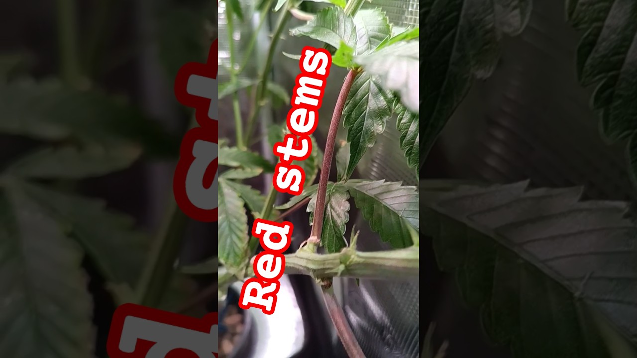 Red Stems on Cannabis Plant | #flowers #high #hydro #hydroponics #fertilizer #420fertilizerexpert