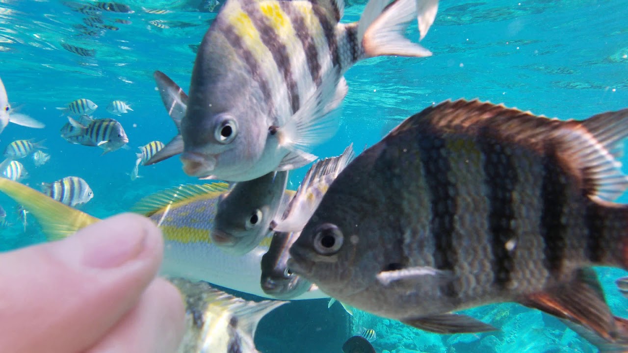 Cuba cay coco 2020