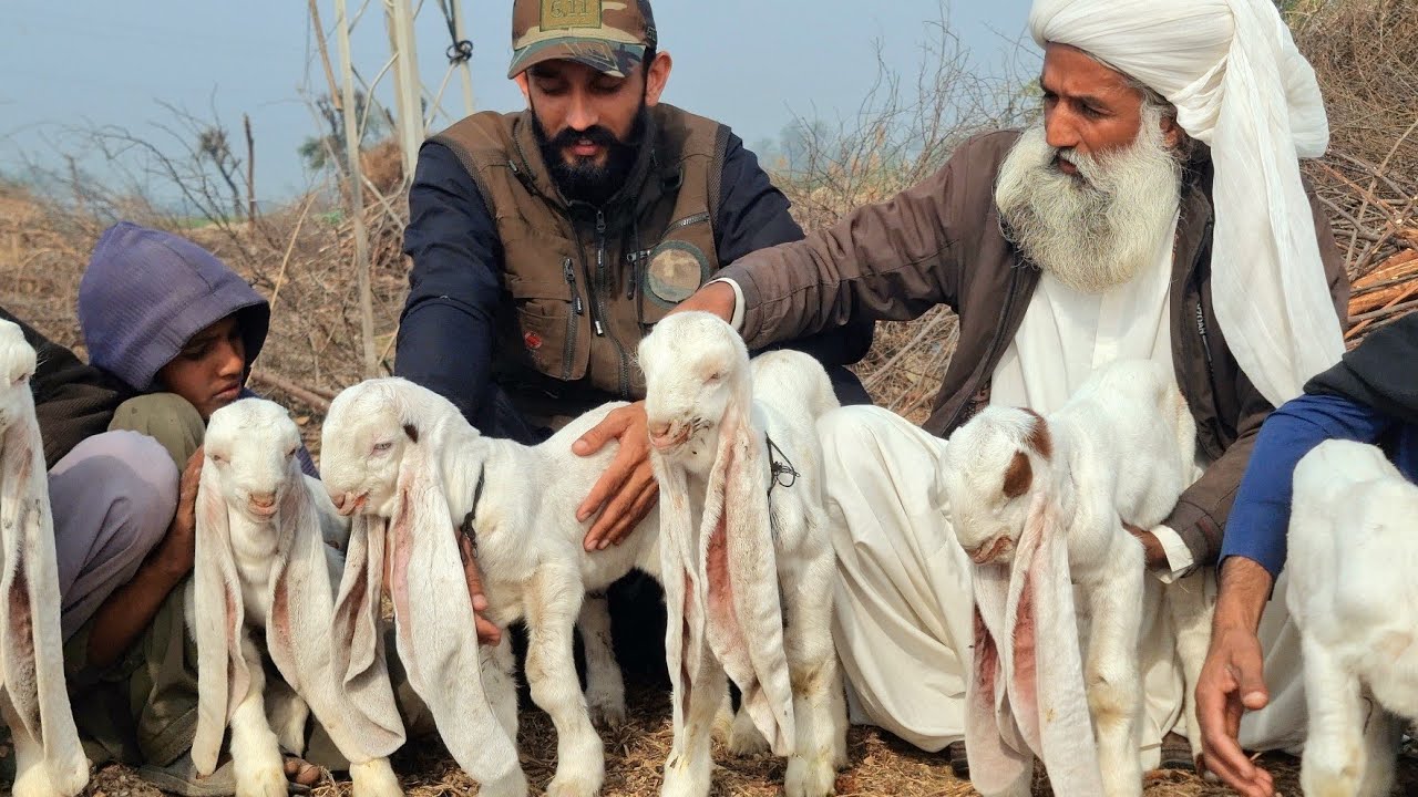 Worlds Biggest Gulabi Goat Kids | Narejo Goat Farm