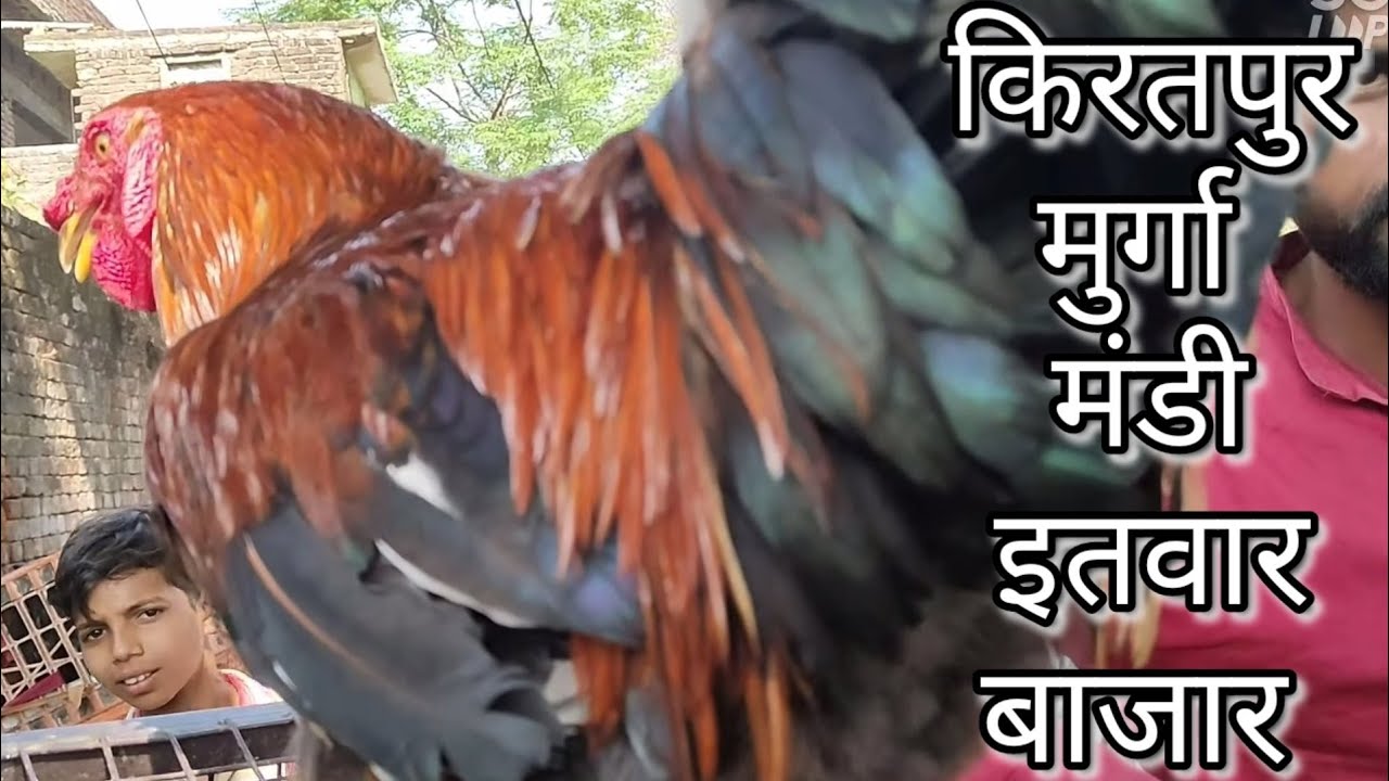 किरतपुर मुर्गा मंडी इतवार बाजार उत्तर प्रदेश / खरगोश, बत्तख, बत्तख के बच्चे, असील,कड़कनाथ मुर्गी चिक