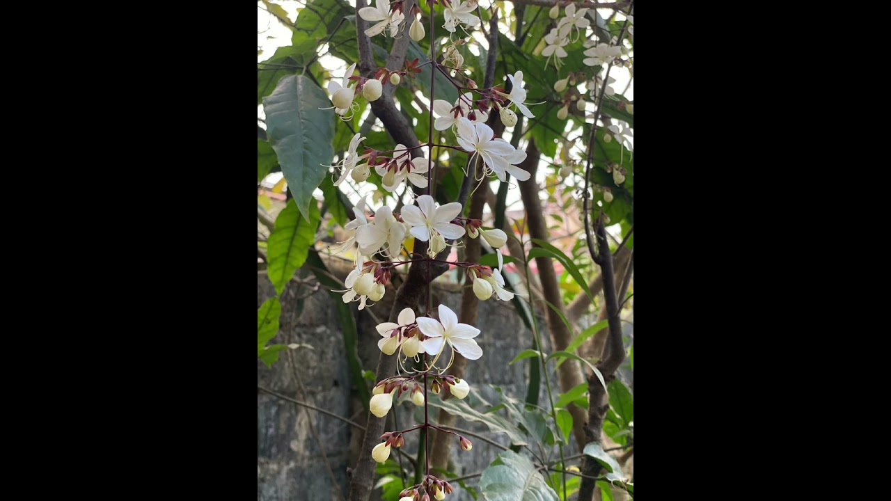 Nhạc múa tuyên dương
