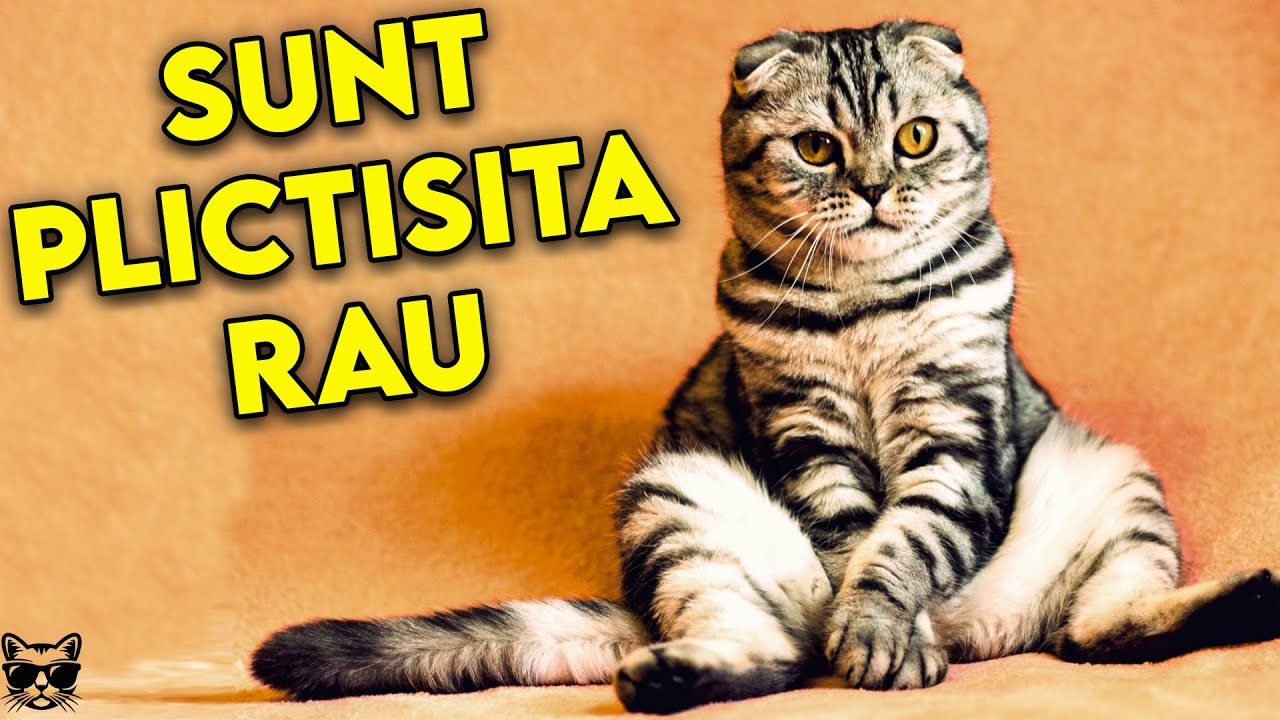 11 Semne Prin Care Pisica Iti Arata Ca E Plictisita