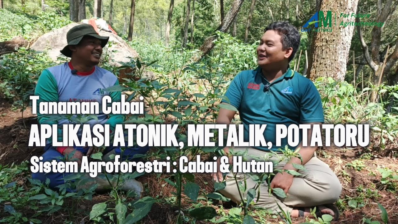 APLIKASI ATONIK, METALIK DAN POTATORU PADA TANAMAN CABAI SISTEM AGROFORESTRI, APAKAH BISA?