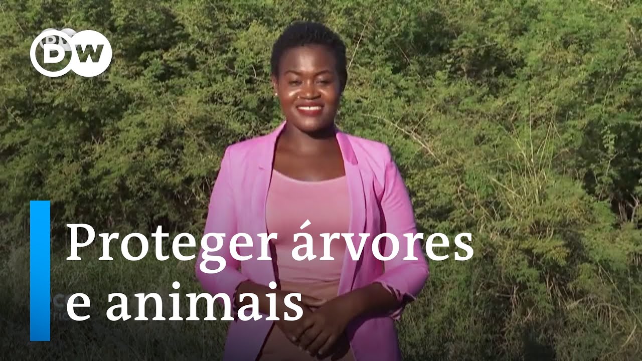 Desflorestação: O que seria do planeta sem árvores? (Eco África)