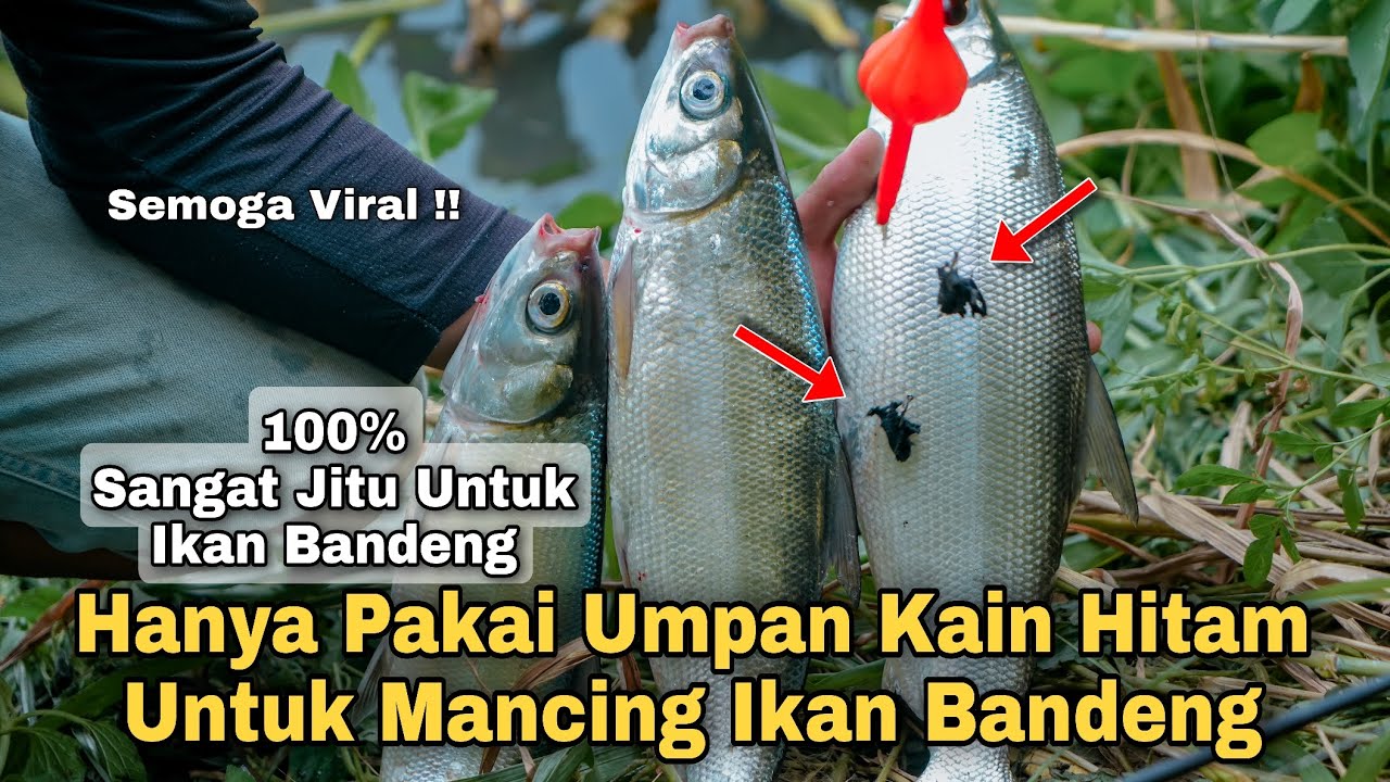 Coba Umpan Ini Auto Panen Bandeng,,Umpan Jitu Mancing Ikan Bandeng Pakai Umpan Kain Hitam