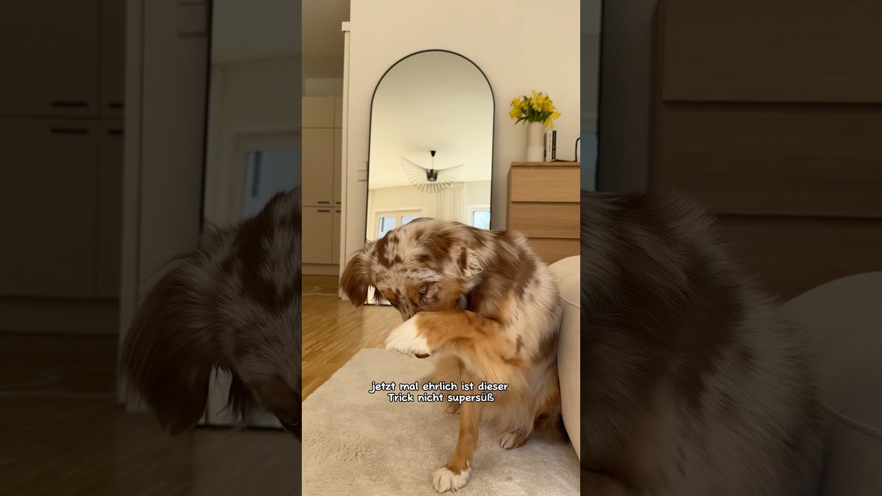 Dein Hund sch&auml;mt sich 🐶🫢
