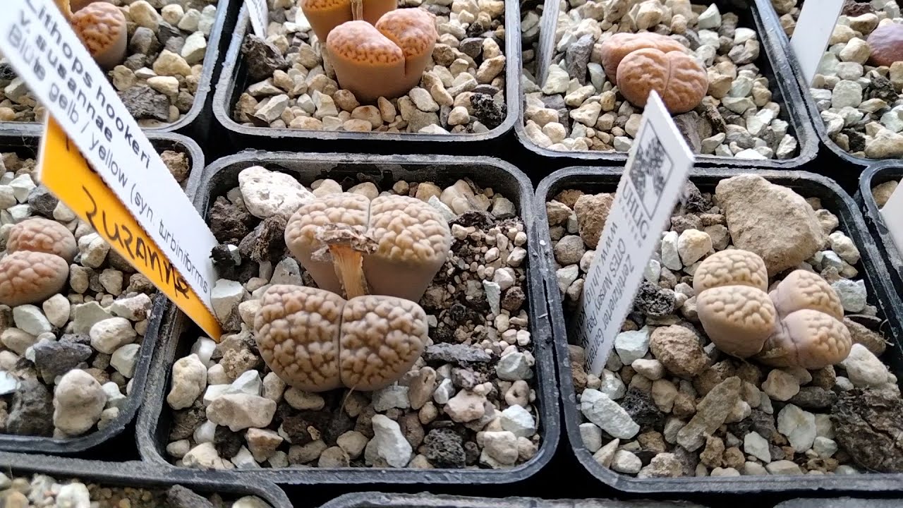 Мои Литопсы.Уход.Полив.Зимовка.Цветение.Lithops