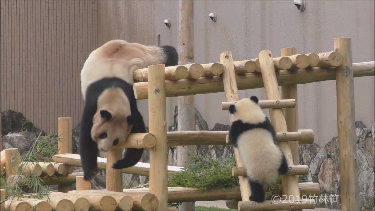 【良ちゃん落下ｗ✨】彩浜🌈竹のおべんきょう✨🎋【親子パンダ】Giant Panda -Rauhin&Saihin-☆Imitate mom💕