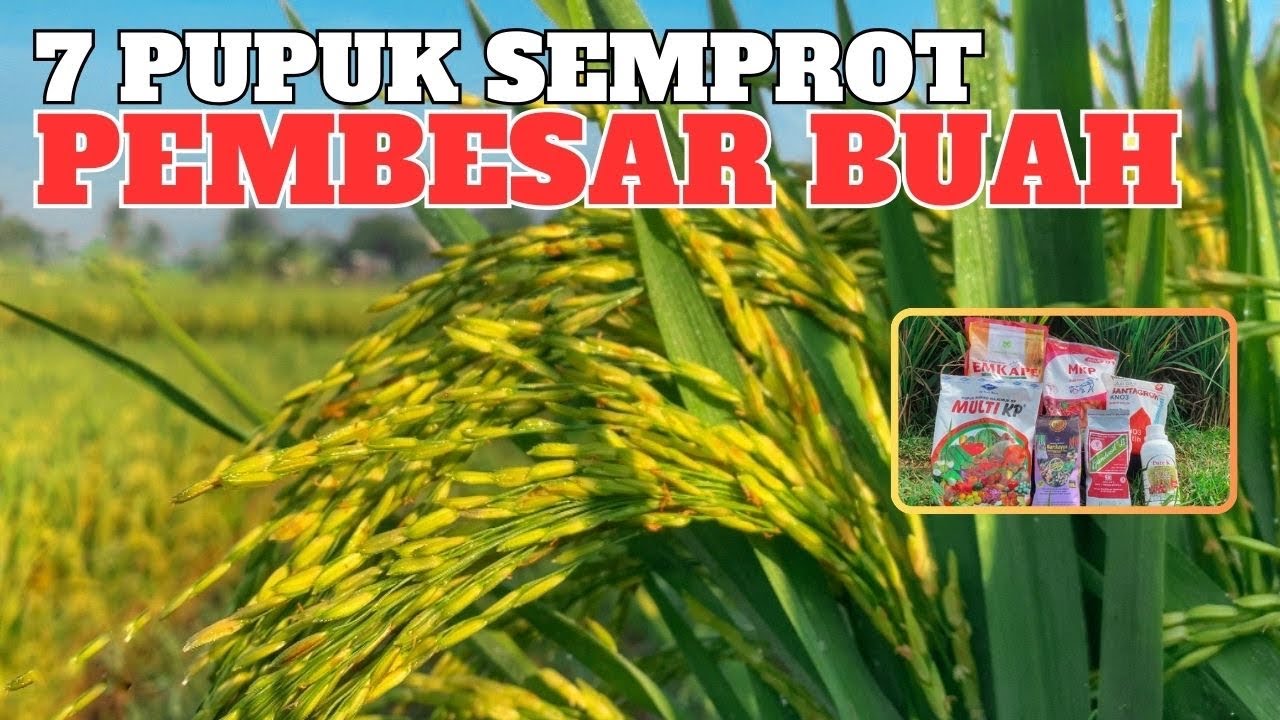 7 jenis pupuk daun semprot untuk padi agar meningkatkan bobot buah padi supaya bulir padi berisi