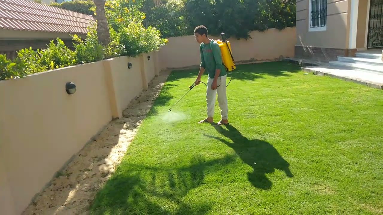 طريقة رش سماد NPK سائل How to spray liquid NPK fertilizer