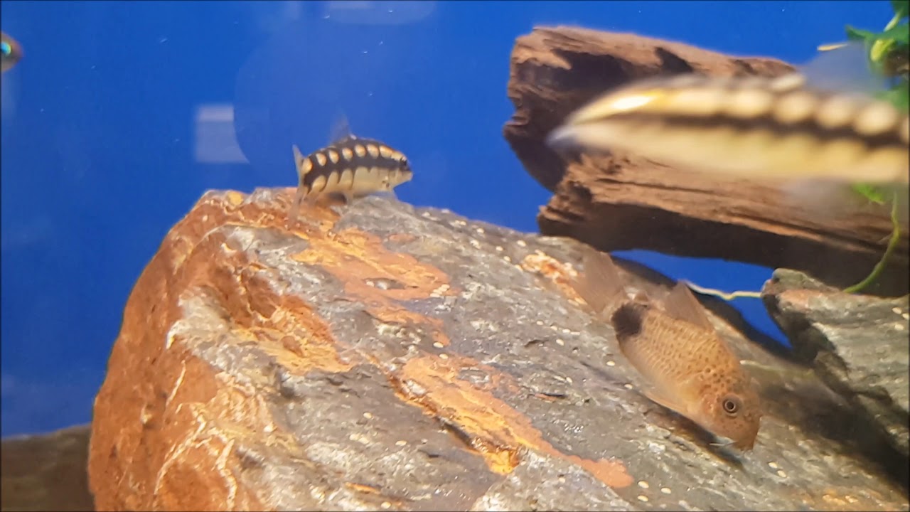 10 Fische für Aquarien ab 100-200 Liter | Teil 2