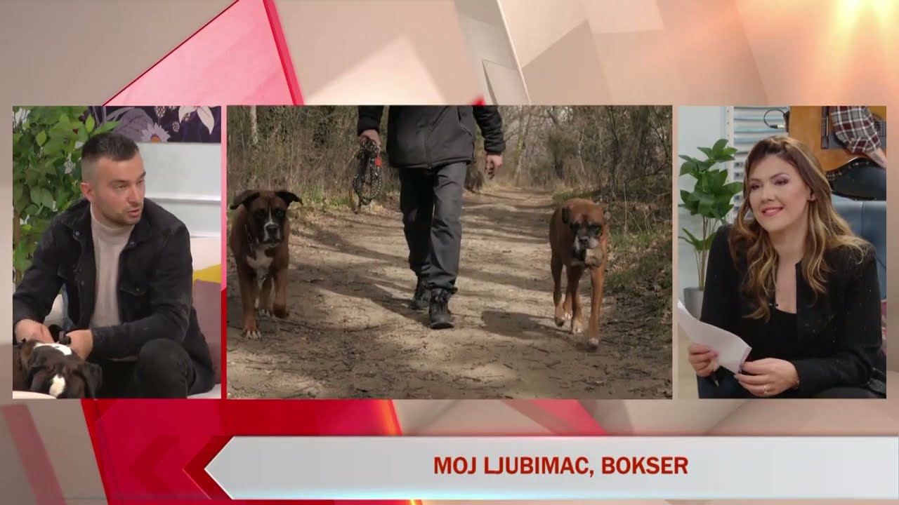 Emisija: E uživo - Moj ljubimac, bokser