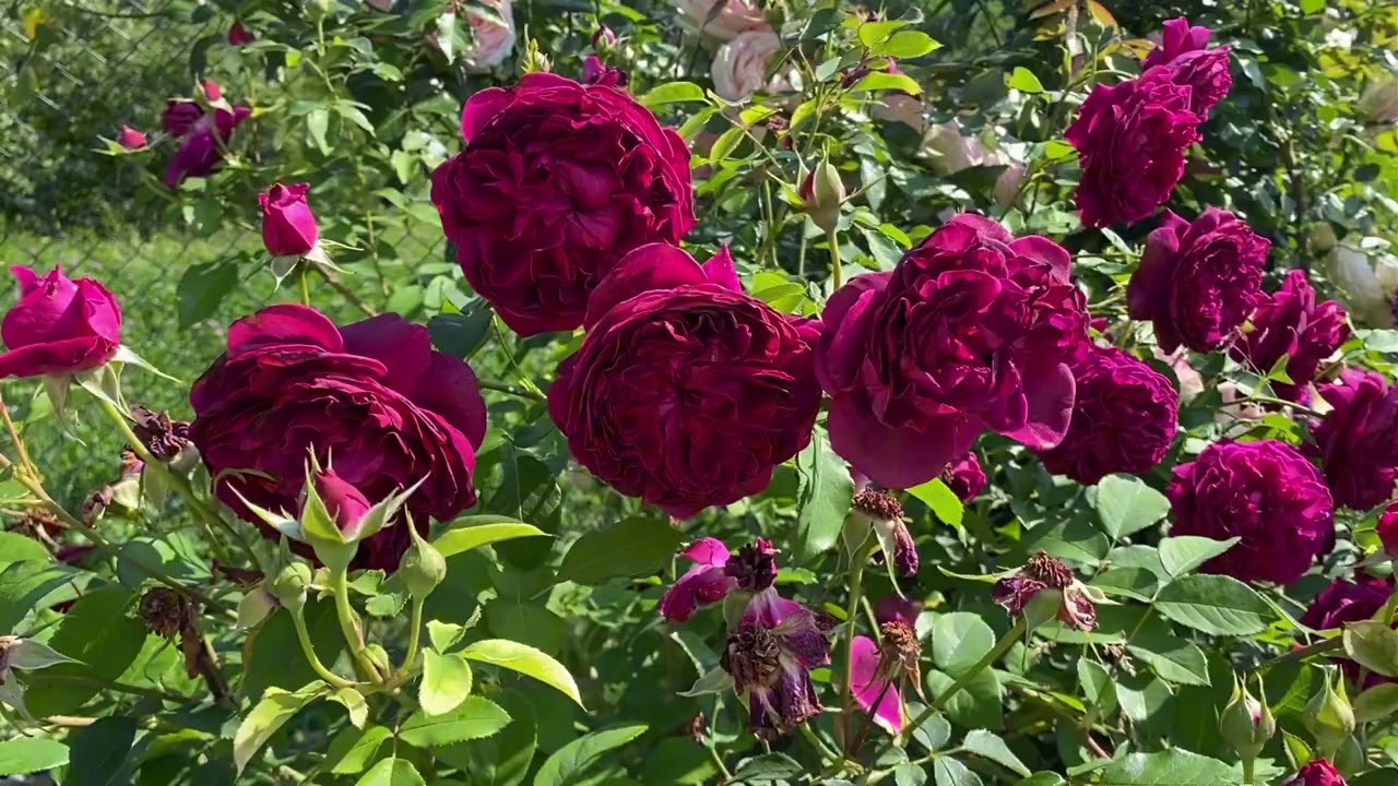William Shakespeare 2000 amazingly fragrant beautiful rose by #davidaustin #davidaustinroses in UA