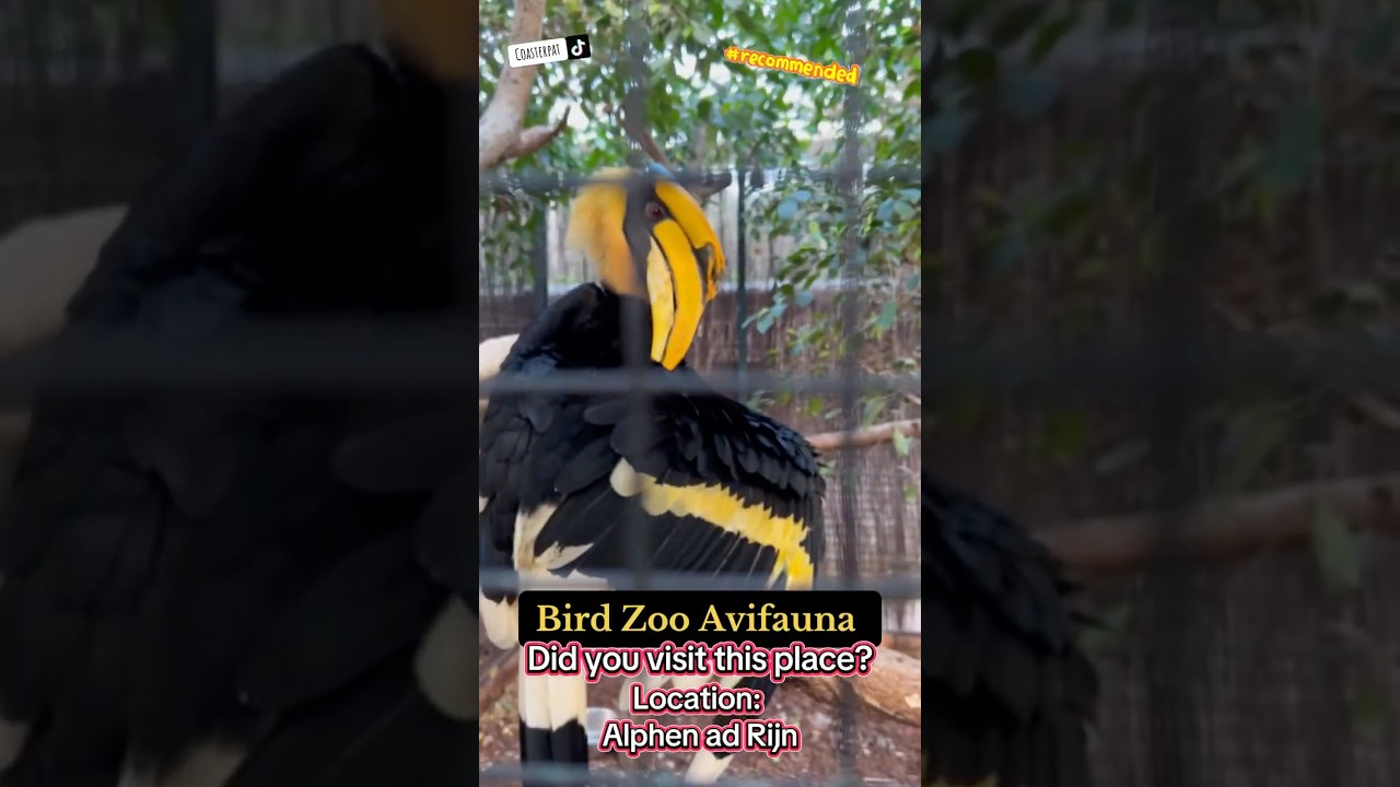 Bird park Avifauna 🦅🦢🐦 at Alphen ad Rijn - Did you visit this place?