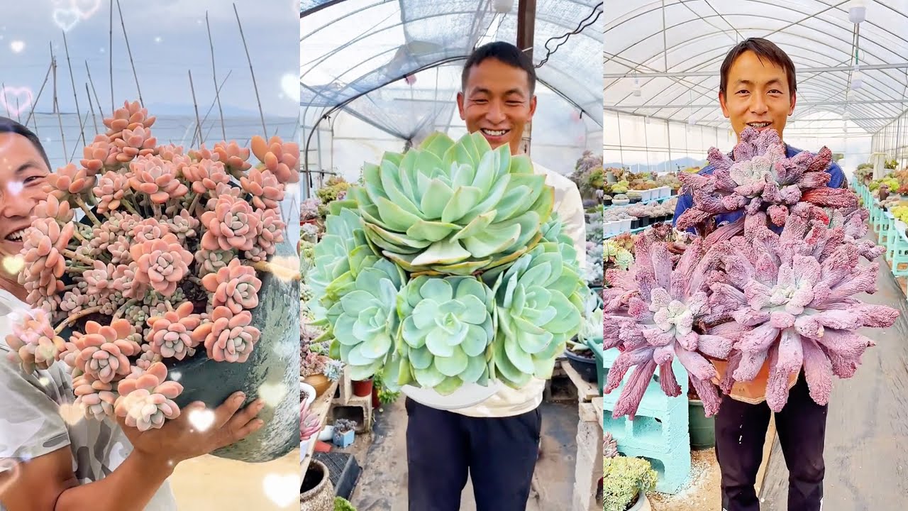 Biggest Succulents I've Ever Seen | 多肉植物 | 다육이들 | Suculentas