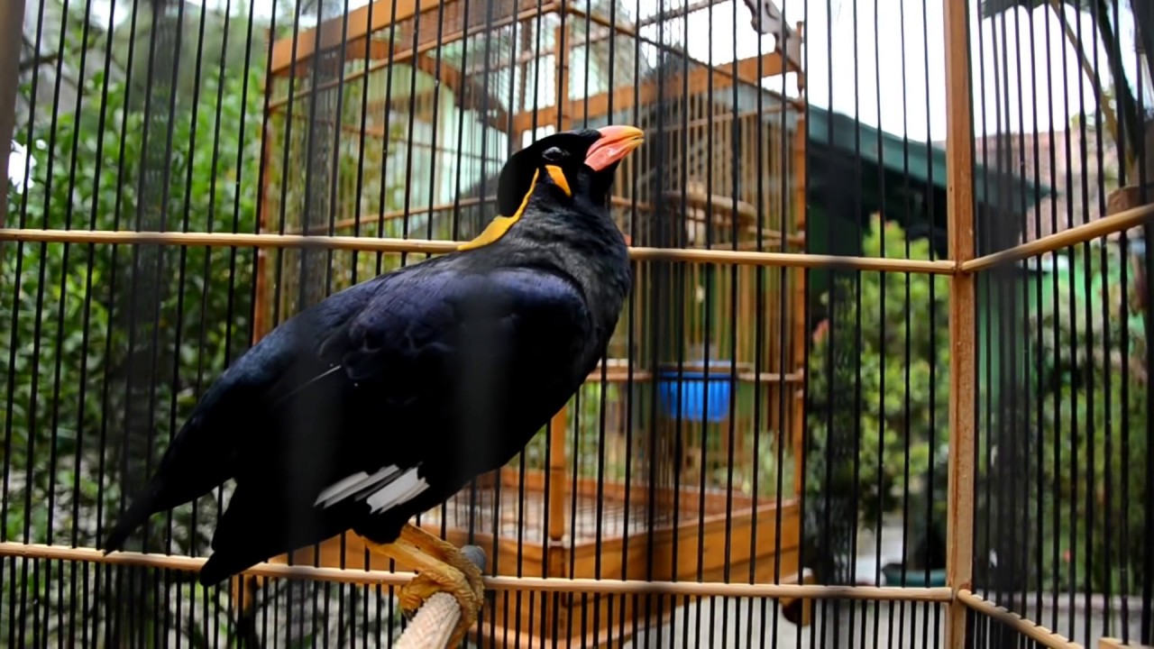 Si Beo Baceo - Talking Bird