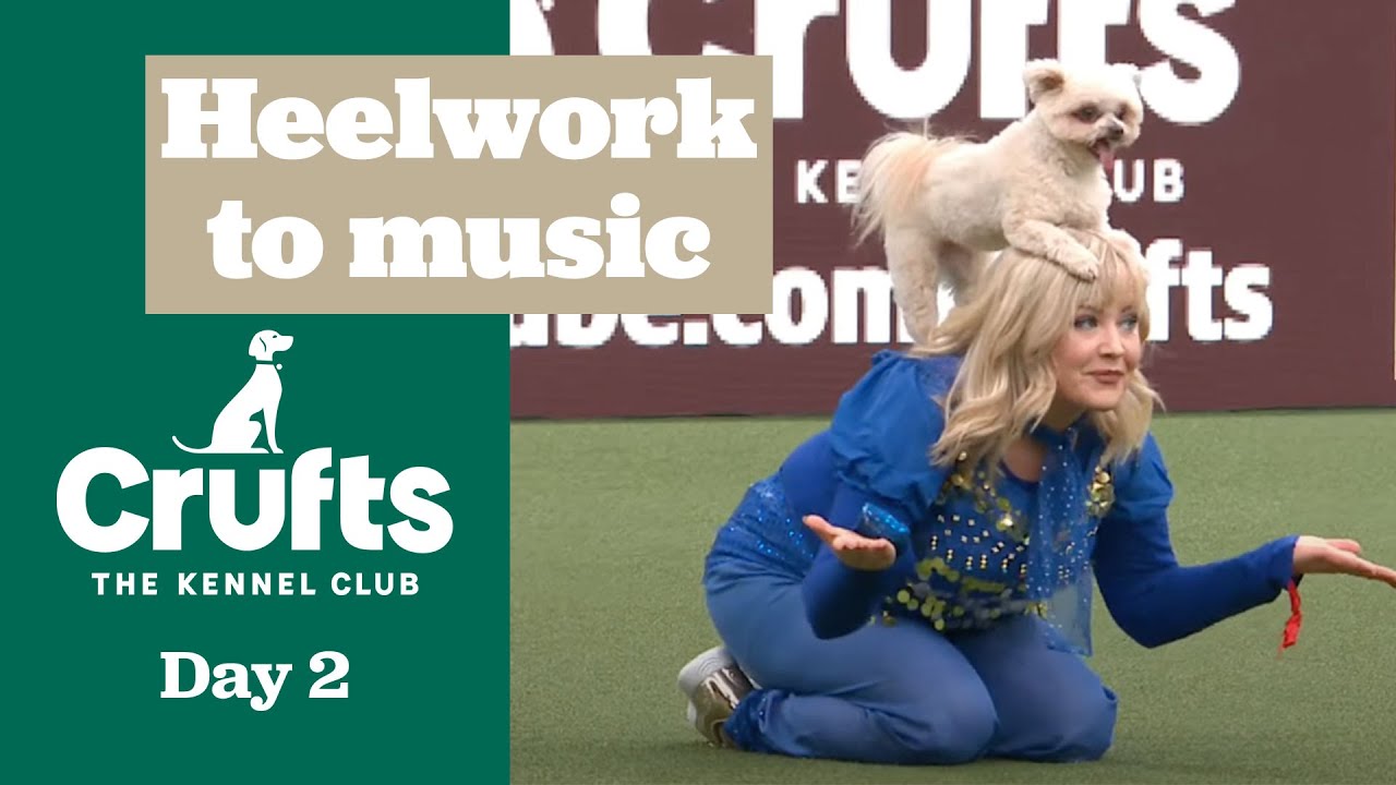 ✨🐾 Get ready for some magic! 🧞&zwj;♀✨  - Heelwork To Music | Crufts 2025