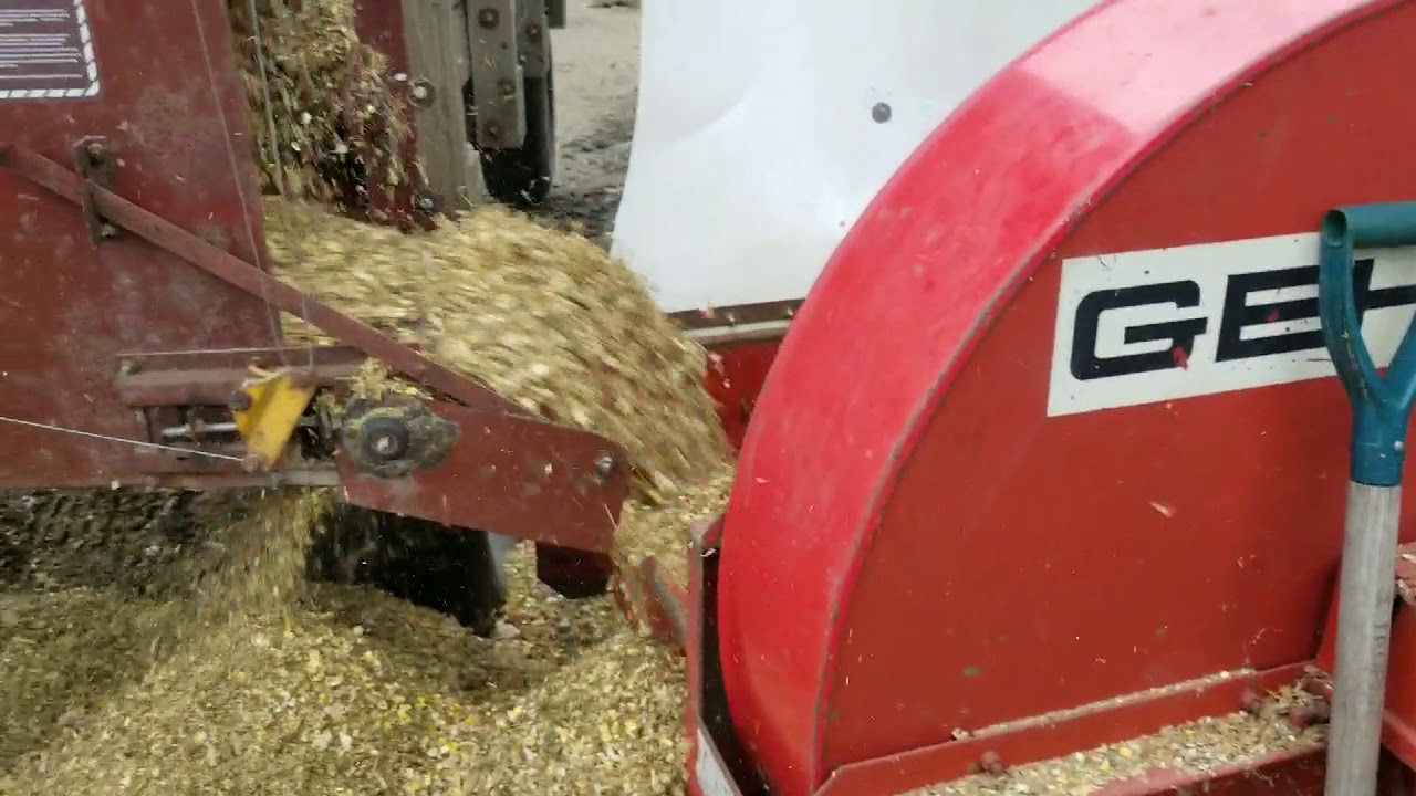 Chopping corn 2019 part two