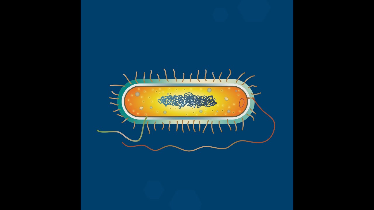 Prokaryotic Cell Structure