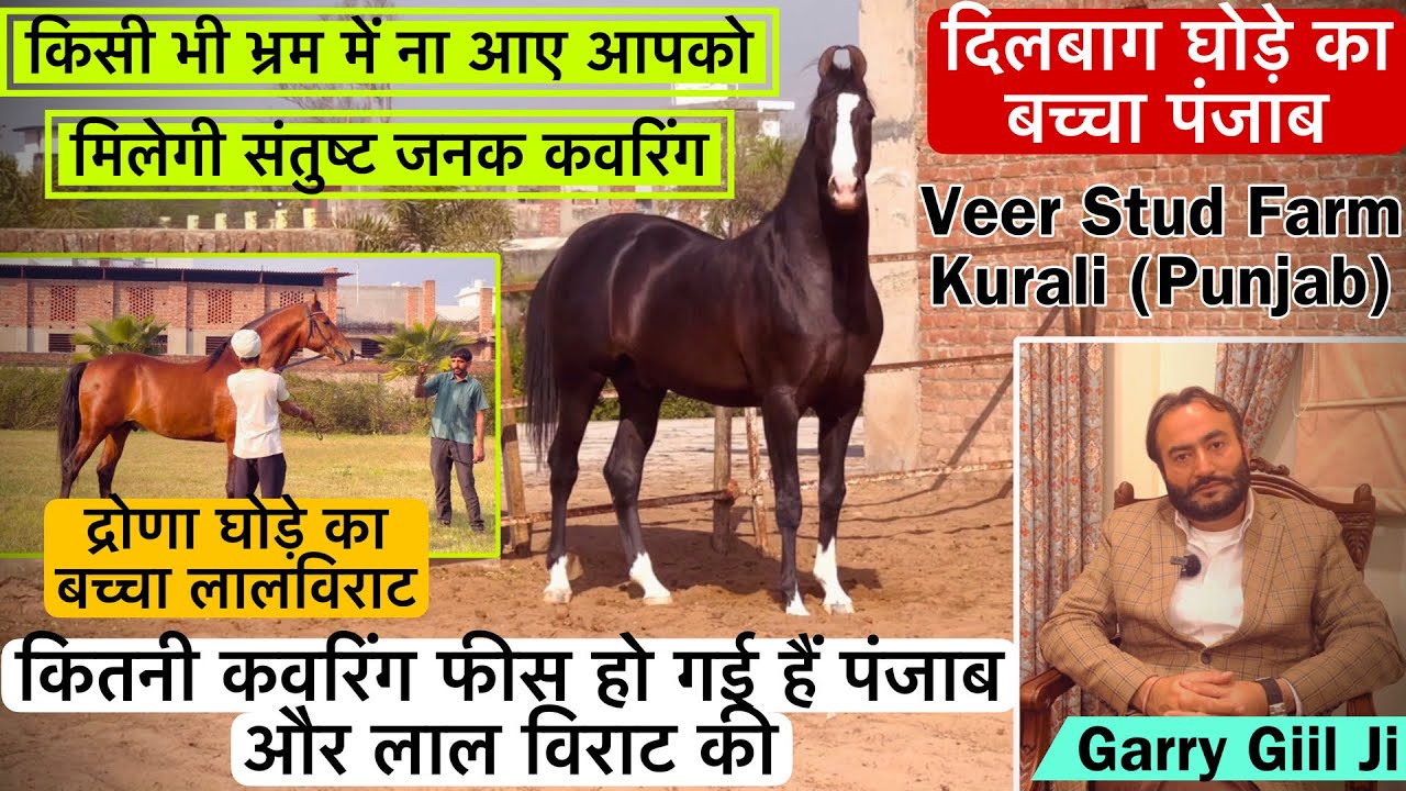 Veer Stud Farm के घोड़े पंजाब और लाल विराट की अब कवरिंग फीस कितनी होगी जानिए ! (9888900095)
