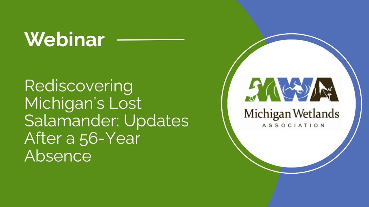 Rediscovering Michigan’s Lost Salamander: Updates After a 56-Year Absence