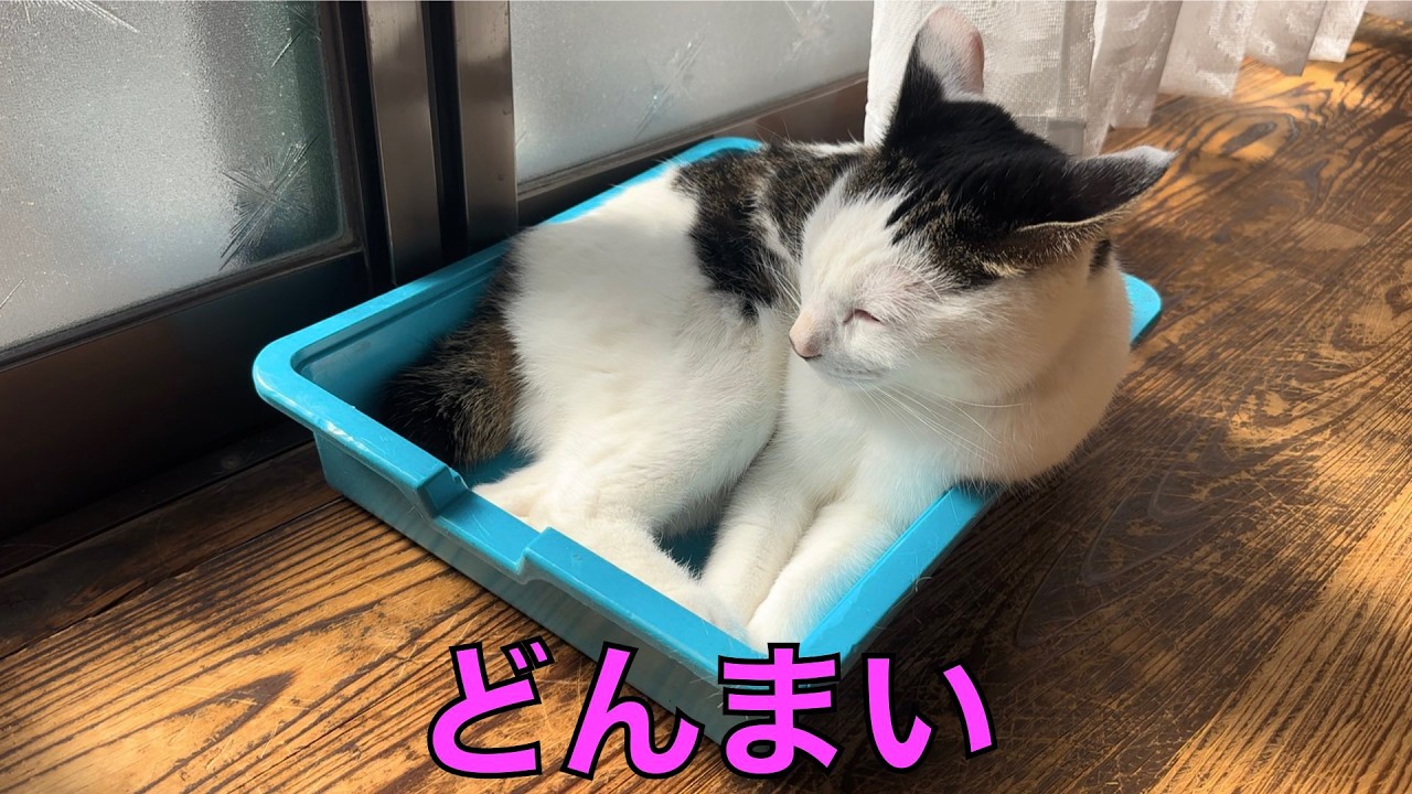 保護猫ナターシャの533日目：箱に入ってどんまい
