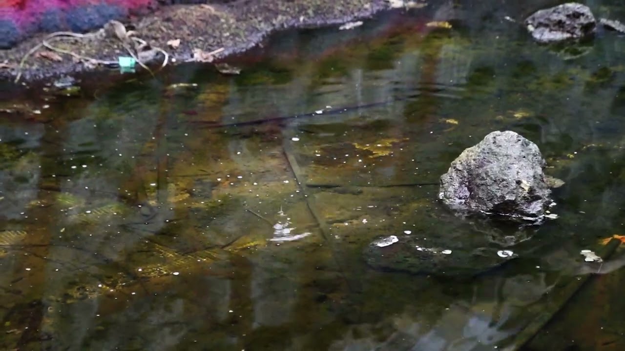 An abandoned aquarium - Et forladt akvarium