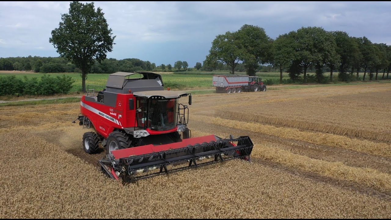 Graanoogst 2022  | Massey Ferguson 7370 Combine | Wheat harvest | Van Helmond Loonbedrijf