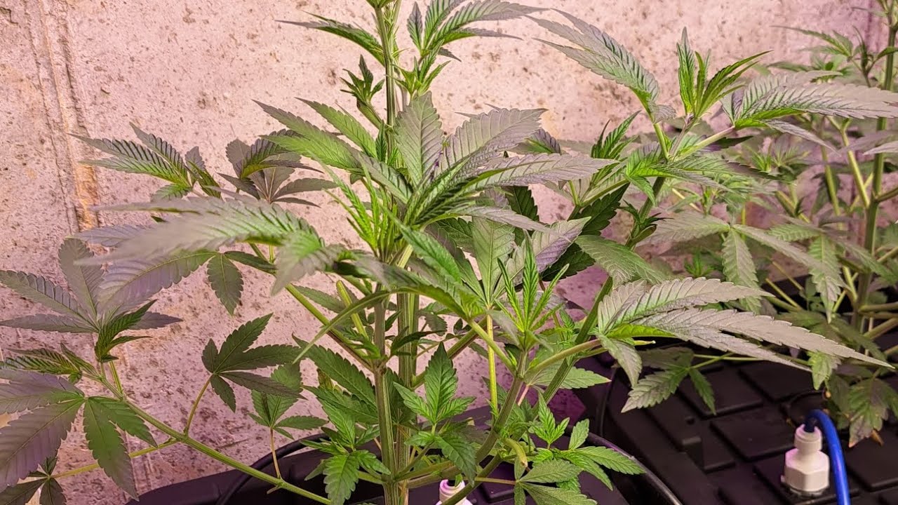 indoor cannabis grow in Missouri.  Highlight Greenpoint Seeds