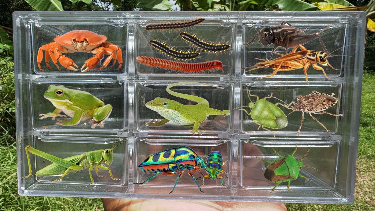 Catching insects in the garden got lizard Millipede ladybug Crab Beetle frog, stinkbug!