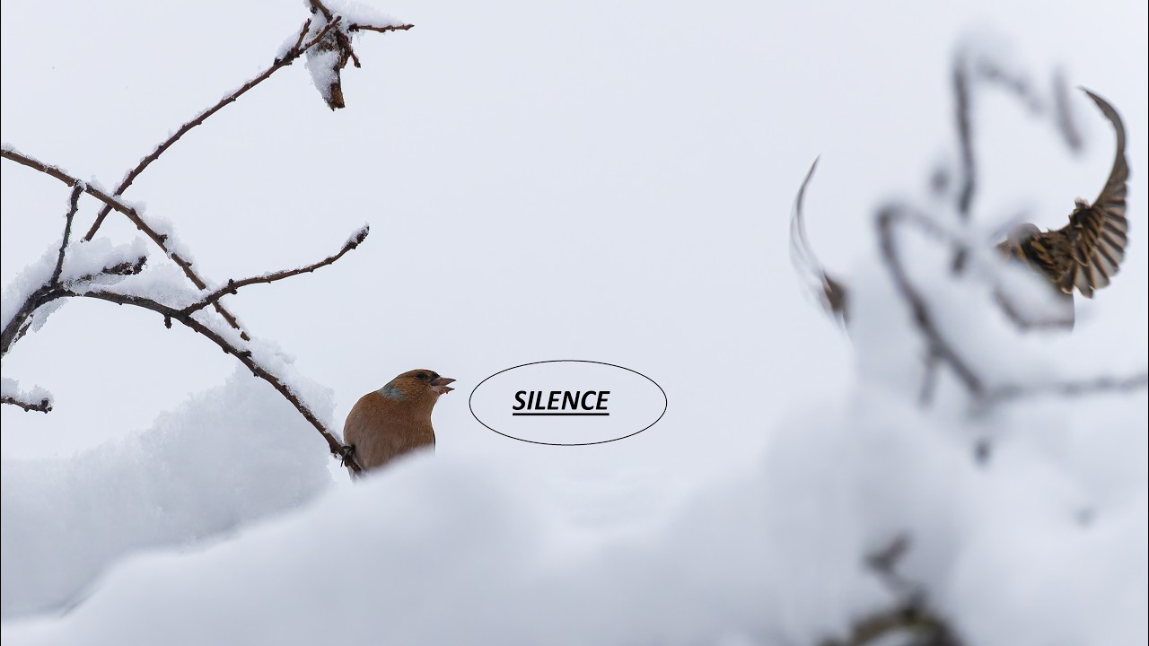 Birds on the weekend