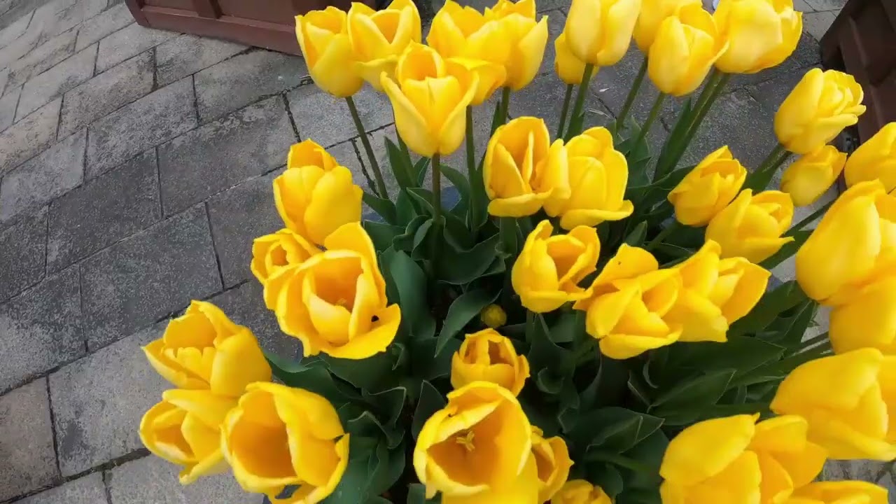 24/01/2026 tulipas e outras flores #likesharesubscribe #japan #flowers