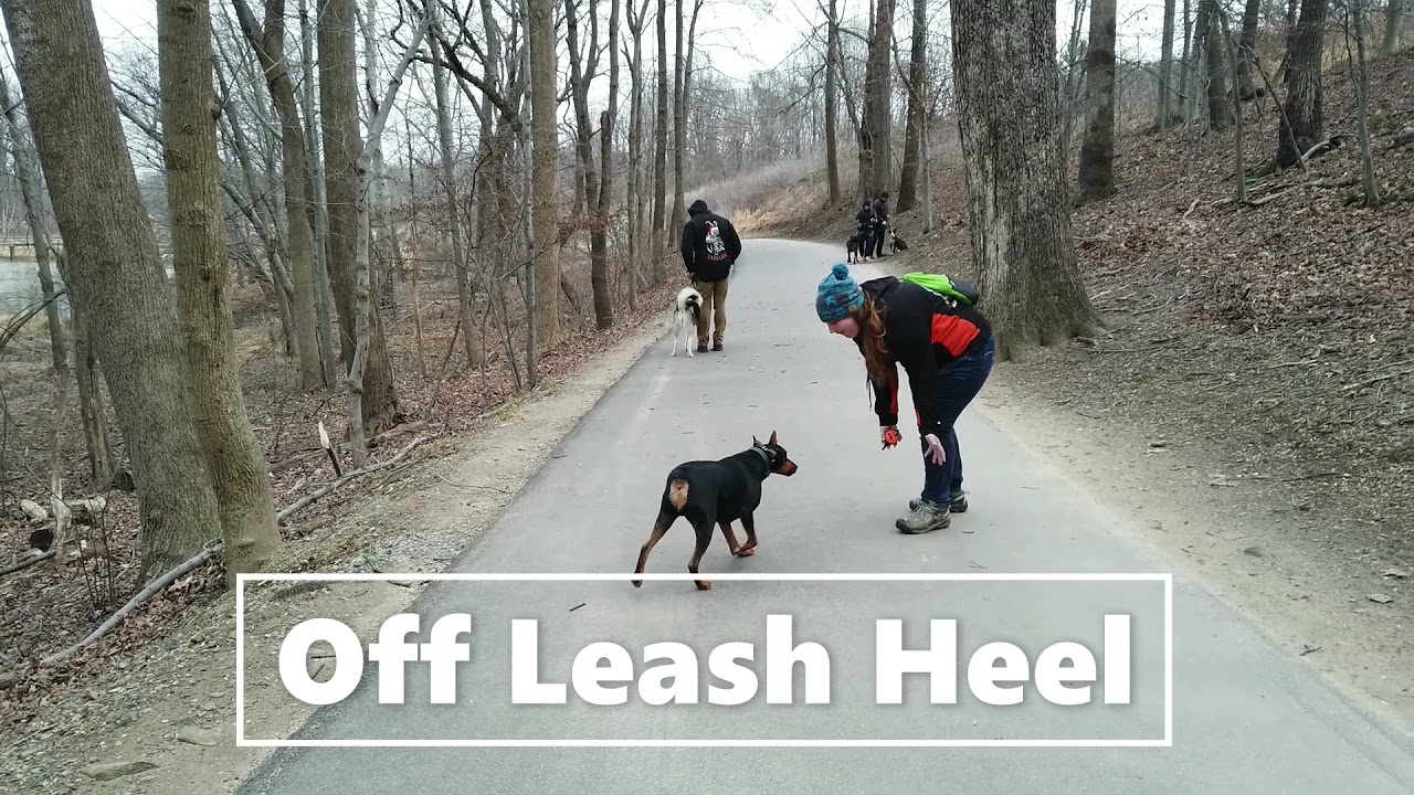 German Pinscher~ JJ~ Board & Train~ Off Leash K9 Training Maryland