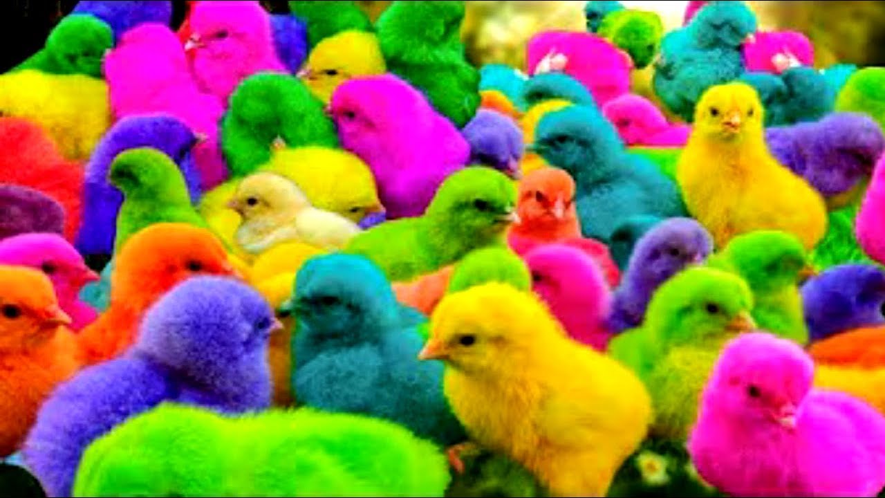 TANGKAP AYAM LUCU, AYAM RAINBOW, AYAM WARNA WARNI, BEBEK, KELINCI, HEWAN LUCU